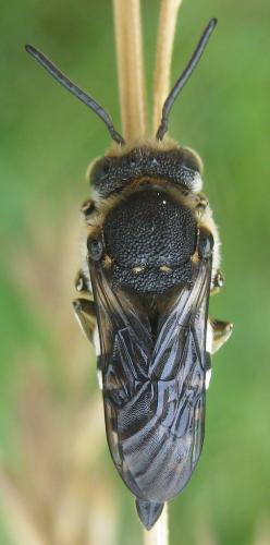 Coelioxys conoidea